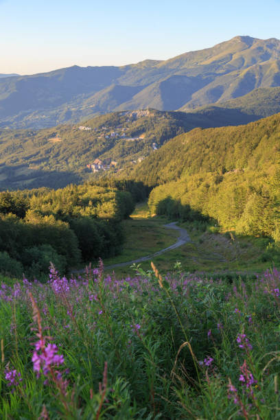 Fiori di campo in montagna con il borgo dell'Abetone sullo sfondo