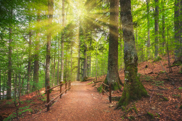 Sentiero nella foresta demaniale dell'Abetone tra faggi e abeti